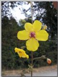 Verbascum blattaria