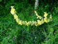 Verbascum lychnitis