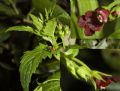 Scrophularia peregrina