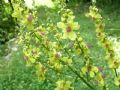 Verbascum chaixii