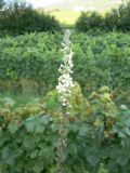 Verbascum lychnitis