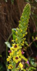 Verbascum nigrum