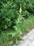 Verbascum phlomoides