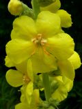 Verbascum phlomoides