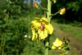 Verbascum blattaria