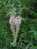 Buddleja davidii