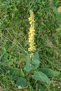 Verbascum nigrum