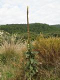 Verbascum thapsus