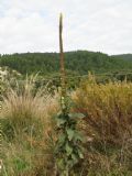 Verbascum thapsus