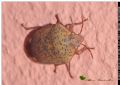Solenosthedium bilunatum