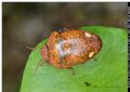 Solenosthedium bilunatum