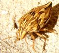 Odontotarsus caudatus