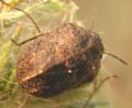 Psacasta tuberculata