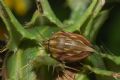 Odontotarsus robustus