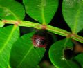 Solenosthedium bilunatum