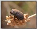 Odontoscelis sp