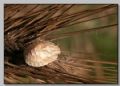 Eurygaster sp.