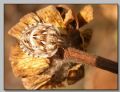 Odontotarsus sp.