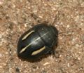 Odontoscelis fuliginosa (cfr.)