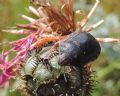 Eurygaster testudinaria