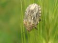 Eurygaster maura