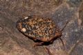 Solenosthedium bilunatum
