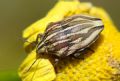 Odontotarsus grammicus
