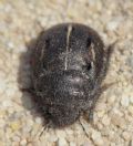 Odontoscelis sp.