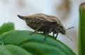 Odontotarsus caudatus