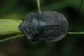 Eurygaster austriaca
