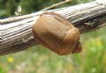 Eurygaster integriceps