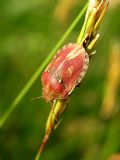 Eurygaster testudinaria