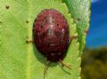 Solenosthedium bilunatum