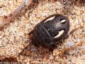 Odontoscelis sp.