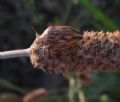 Odontotarsus robustus
