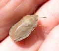 Eurygaster austriaca