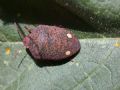 Solenosthedium bilunatum