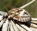 Odontotarsus sp.