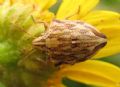 Odontotarsus purpureolineatus