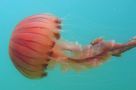 Scyphozoa