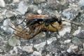 Segestria sp.