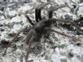Segestria florentina