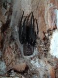 Segestria florentina