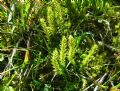 Selaginella selaginoides