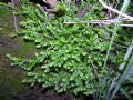 Selaginella denticulata