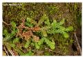 Selaginella denticulata