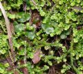 Selaginella denticulata