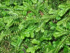 Selaginellaceae
