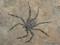 Selenops radiatus