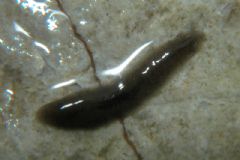 Dugesiidae